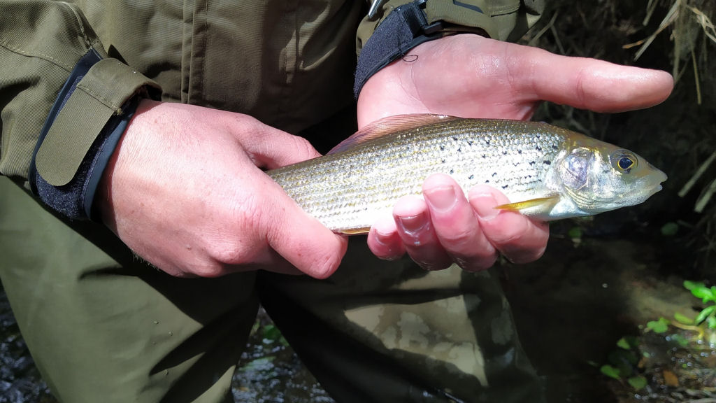 Photo of a decent grayling